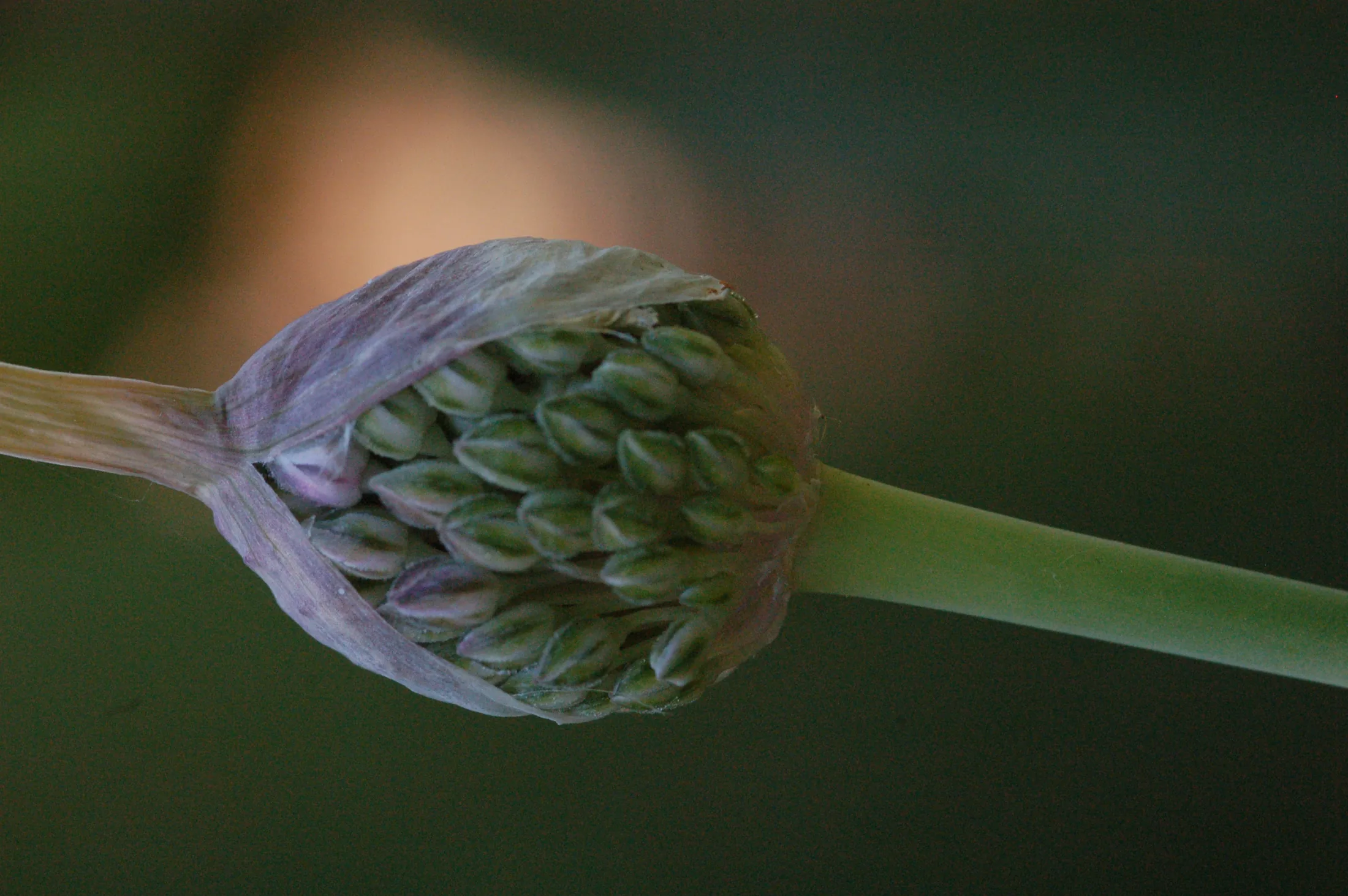 Flowers 14